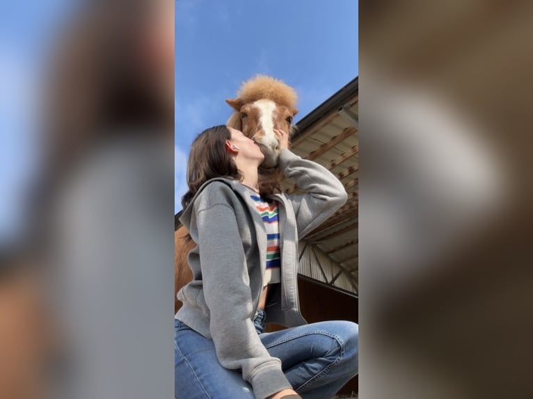Islandpferd Wallach 16 Jahre 140 cm Fuchs in Bergheim