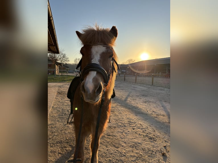 Islandpferd Wallach 16 Jahre 140 cm Fuchs in Bergheim