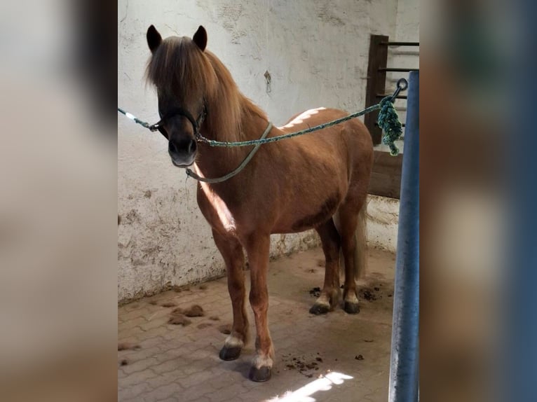 Islandpferd Wallach 16 Jahre 140 cm Fuchs in Herschweiler-Pettersheim