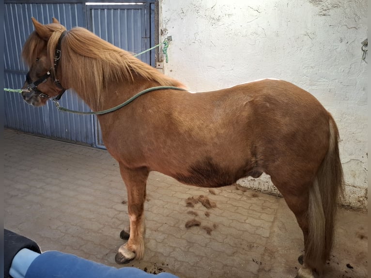 Islandpferd Wallach 16 Jahre 140 cm Fuchs in Herschweiler-Pettersheim