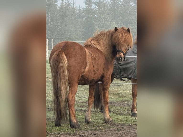 Islandpferd Wallach 16 Jahre 140 cm Fuchs in Herschweiler-Pettersheim
