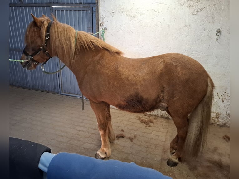 Islandpferd Wallach 16 Jahre 140 cm Fuchs in Herschweiler-Pettersheim