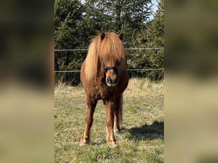 Islandpferd Wallach 16 Jahre 140 cm Fuchs in Herschweiler-Pettersheim
