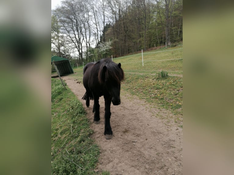 Islandpferd Wallach 16 Jahre 140 cm Rappe in Erbach Odenwald