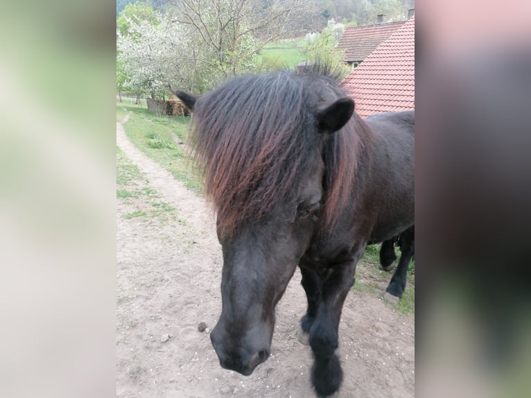 Islandpferd Wallach 16 Jahre 140 cm Rappe in Erbach Odenwald