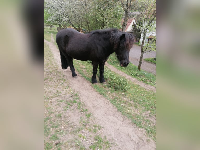 Islandpferd Wallach 16 Jahre 140 cm Rappe in Erbach Odenwald