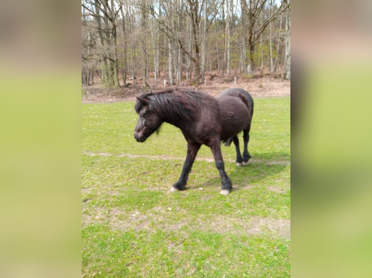 Islandpferd Wallach 16 Jahre 140 cm Rappe in Erbach Odenwald