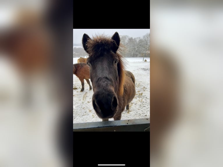 Islandpferd Wallach 16 Jahre 140 cm Rappe in Söhrewald Islandpferd Wallach 16 Jahre 140 cm Rappe in Söhrewald