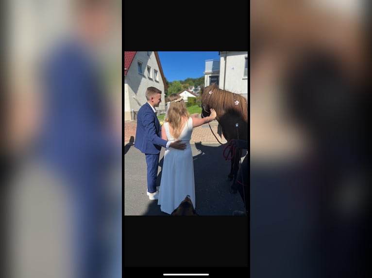 Islandpferd Wallach 16 Jahre 140 cm Rappe in Söhrewald Islandpferd Wallach 16 Jahre 140 cm Rappe in Söhrewald