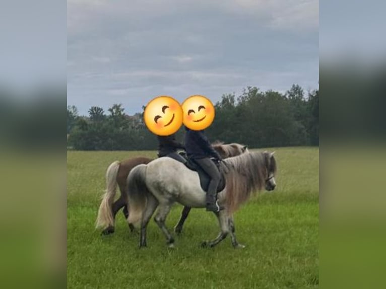 Islandpferd Wallach 16 Jahre 140 cm Rappschimmel in Baindt