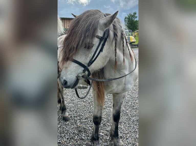 Islandpferd Wallach 16 Jahre 140 cm Rappschimmel in Baindt