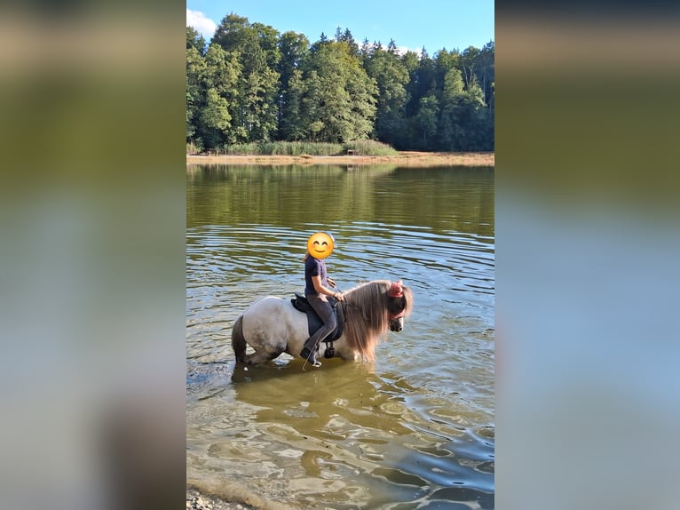 Islandpferd Wallach 16 Jahre 140 cm Rappschimmel in Baindt