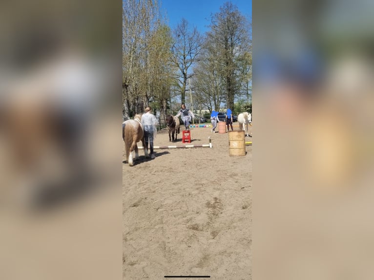 Islandpferd Wallach 16 Jahre 141 cm Falbe in Stelle