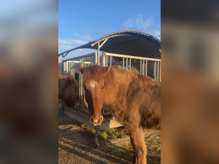 Islandpferd Wallach 16 Jahre 146 cm Falbe in Weyerbusch