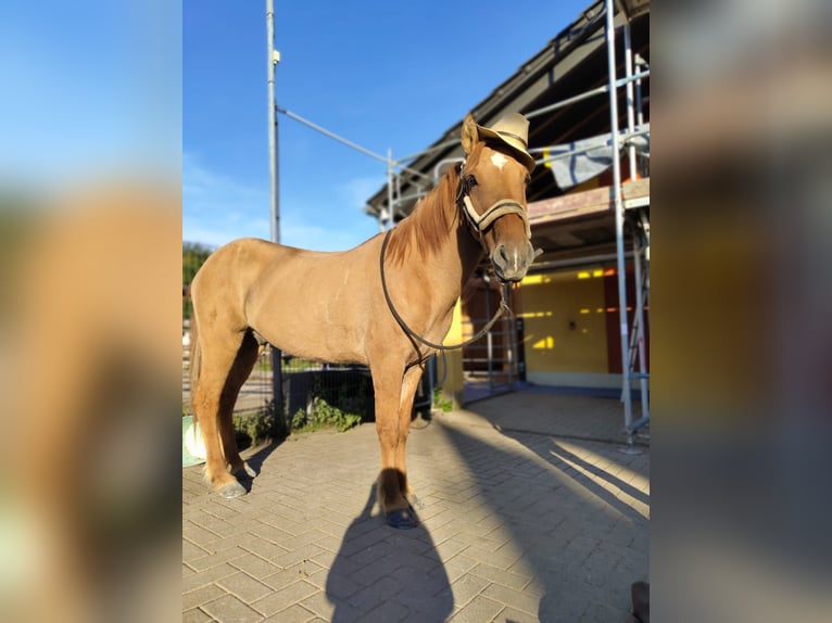 Islandpferd Wallach 16 Jahre 146 cm Falbe in Weyerbusch