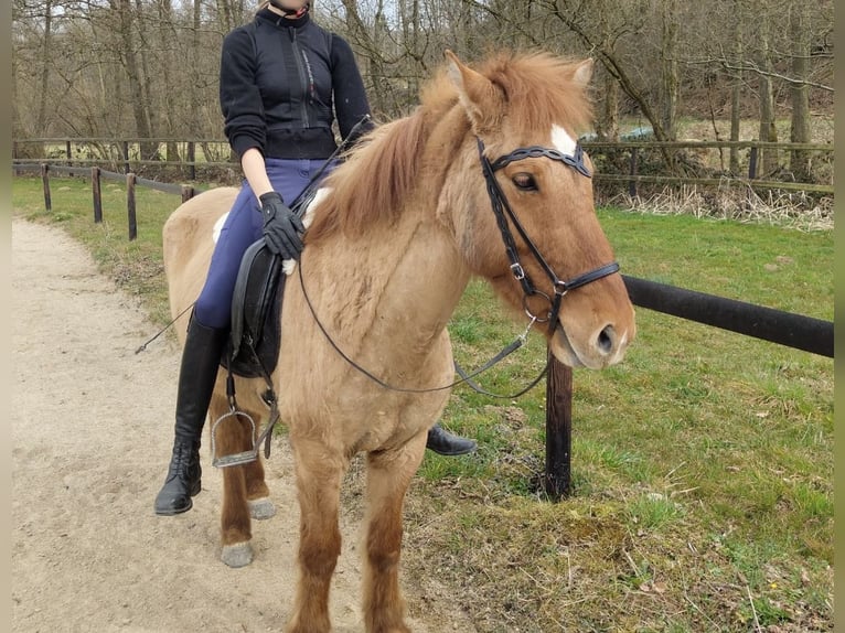 Islandpferd Wallach 16 Jahre 146 cm Falbe in Weyerbusch