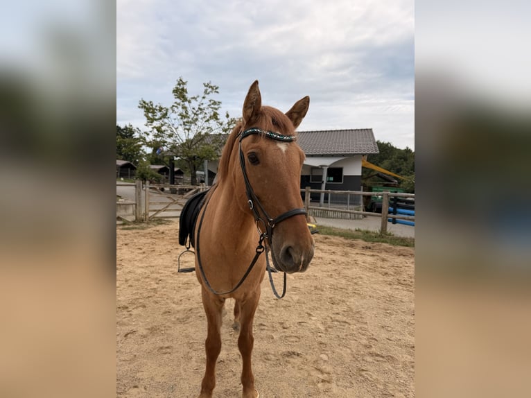 Islandpferd Wallach 16 Jahre 146 cm Falbe in Weyerbusch