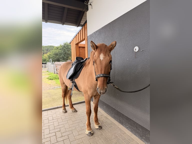 Islandpferd Wallach 16 Jahre 146 cm Falbe in Weyerbusch