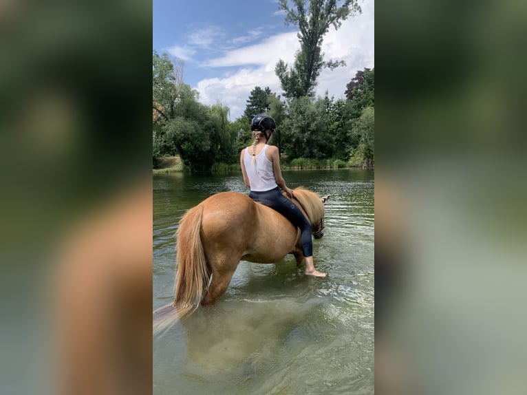Islandpferd Wallach 16 Jahre 150 cm Fuchs in Wien, Donaustadt