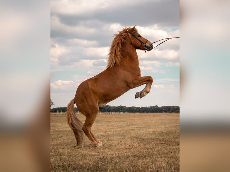 Islandpferd Wallach 16 Jahre 150 cm Fuchs in Wien, Donaustadt