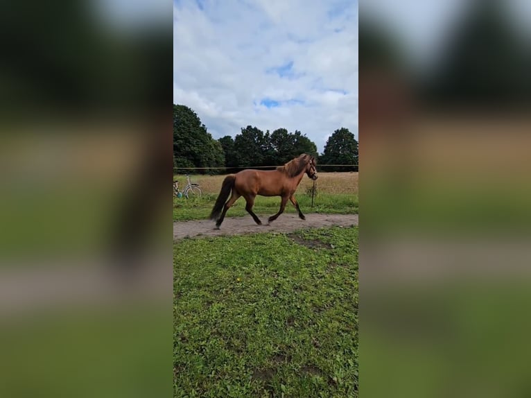 Islandpferd Wallach 17 Jahre 135 cm Brauner in Wittenbergen
