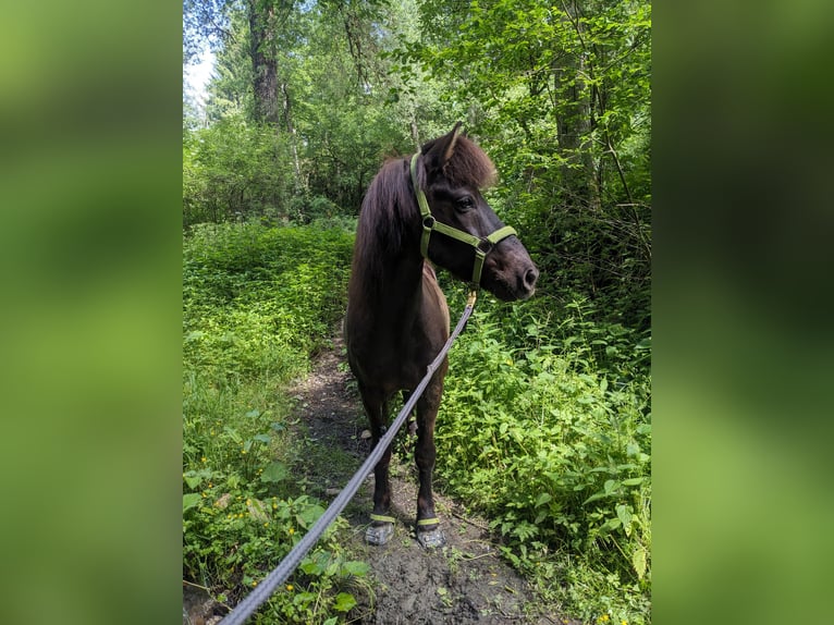 Islandpferd Wallach 17 Jahre 135 cm Rappe in Natters