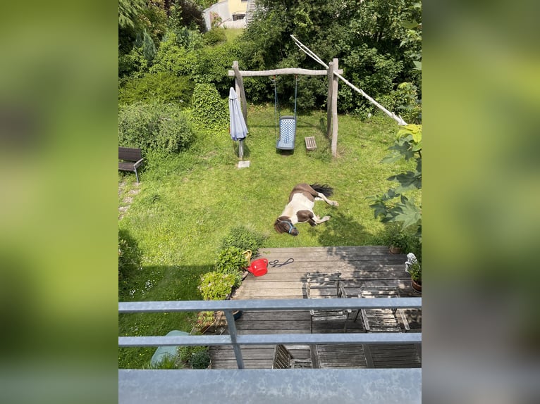 Islandpferd Wallach 17 Jahre 135 cm Rappschimmel in K&#xF6;ln