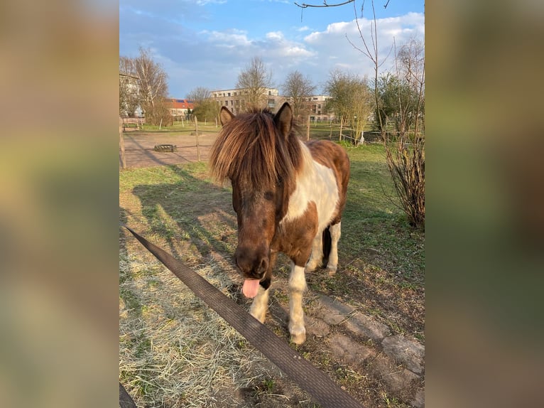 Islandpferd Wallach 17 Jahre 135 cm Rappschimmel in K&#xF6;ln