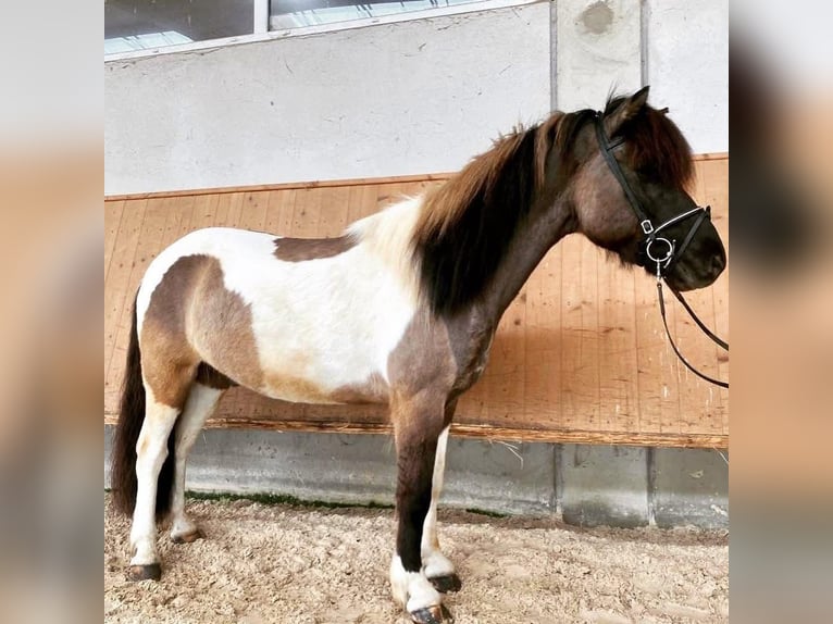 Islandpferd Wallach 17 Jahre 136 cm Schecke in Ergersheim