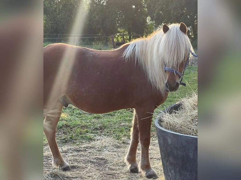 Islandpferd Wallach 17 Jahre 137 cm Fuchs in Libbesdorf