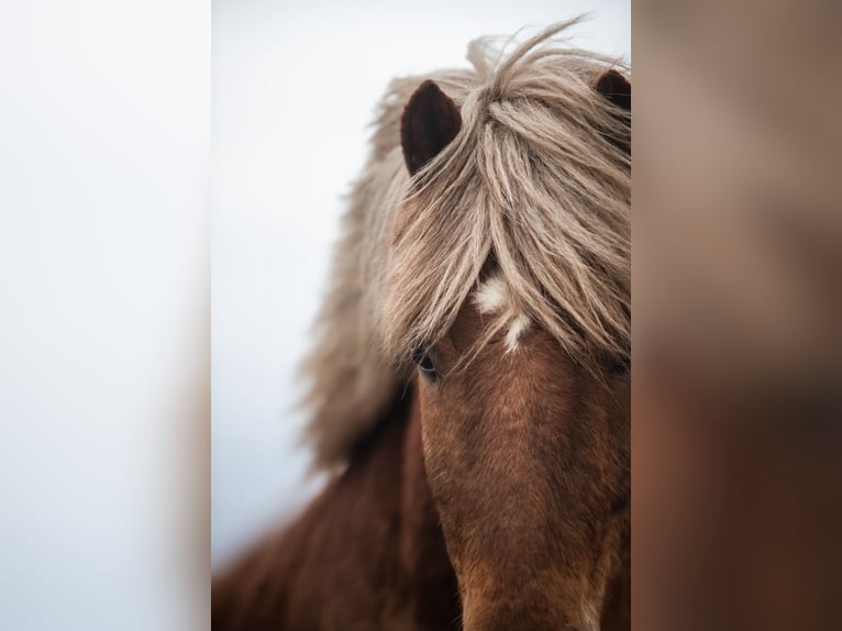 Islandpferd Wallach 17 Jahre 138 cm Dunkelfuchs in Steinau an der Stra&#xDF;e
