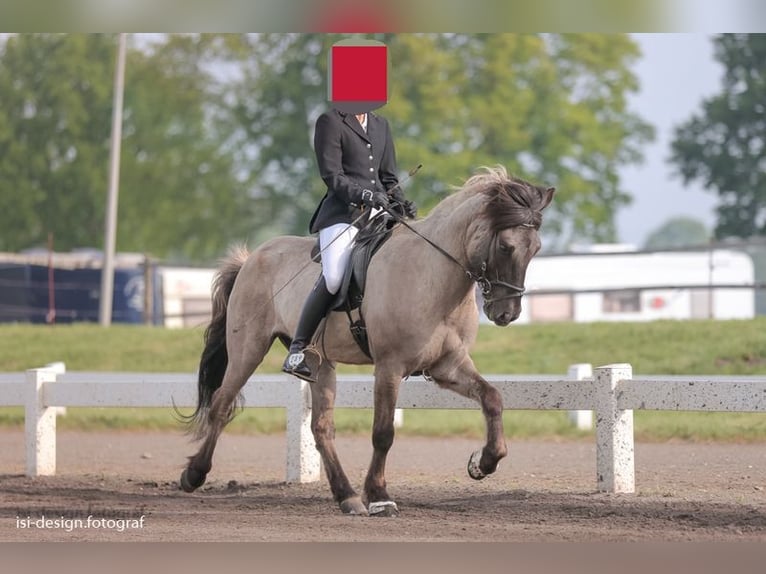 Islandpferd Wallach 17 Jahre 138 cm Falbe in Beelitz