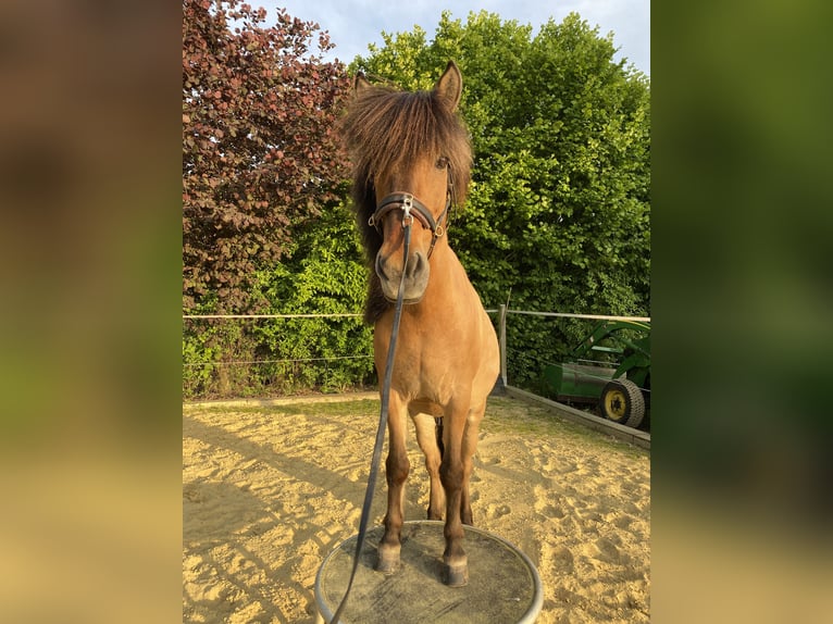 Islandpferd Wallach 17 Jahre 138 cm in Dortmund