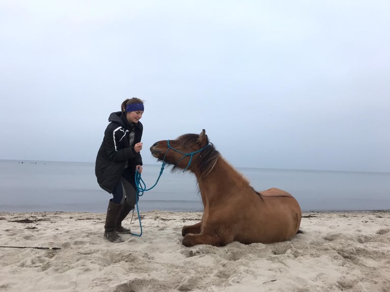 Islandpferd Wallach 17 Jahre 138 cm in Dortmund