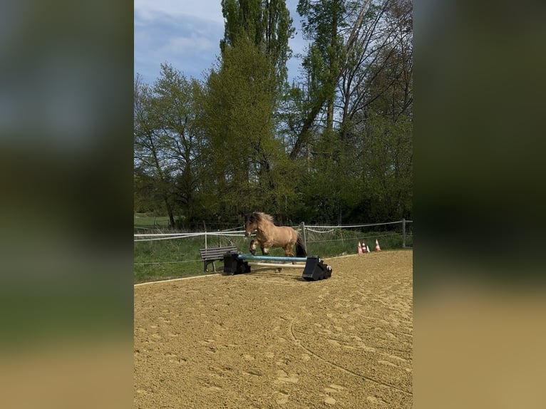 Islandpferd Wallach 17 Jahre 138 cm in Dortmund