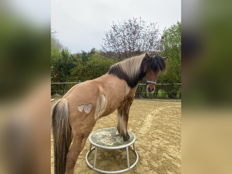 Islandpferd Wallach 17 Jahre 138 cm  in Dortmund
