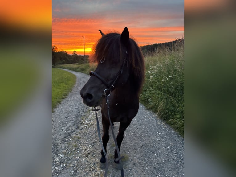 Islandpferd Wallach 17 Jahre 138 cm Rappe in Pottenstein