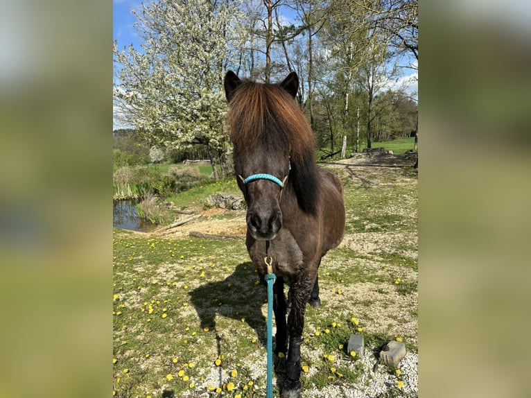 Islandpferd Wallach 17 Jahre 138 cm Rappe in Pottenstein