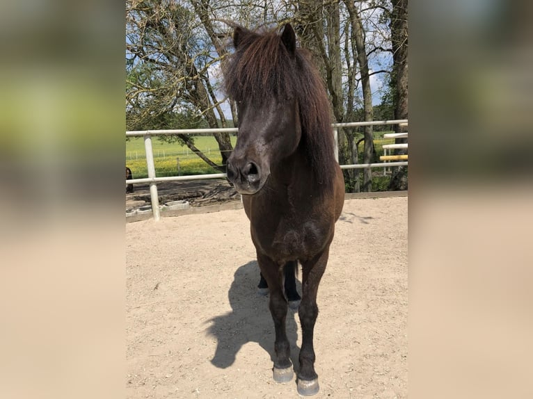 Islandpferd Wallach 17 Jahre 138 cm Rappe in Pottenstein