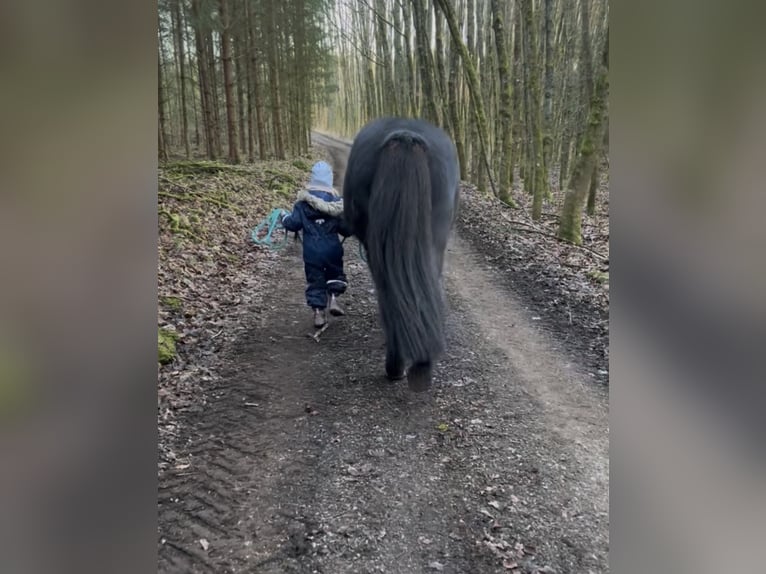 Islandpferd Wallach 17 Jahre 138 cm Rappe in Pottenstein