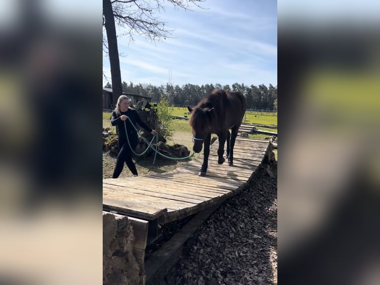 Islandpferd Wallach 17 Jahre 138 cm Rappe in Pottenstein