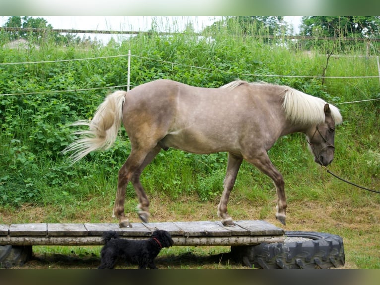 Islandpferd Wallach 17 Jahre 140 cm Apfelschimmel in Schloss Rosenau