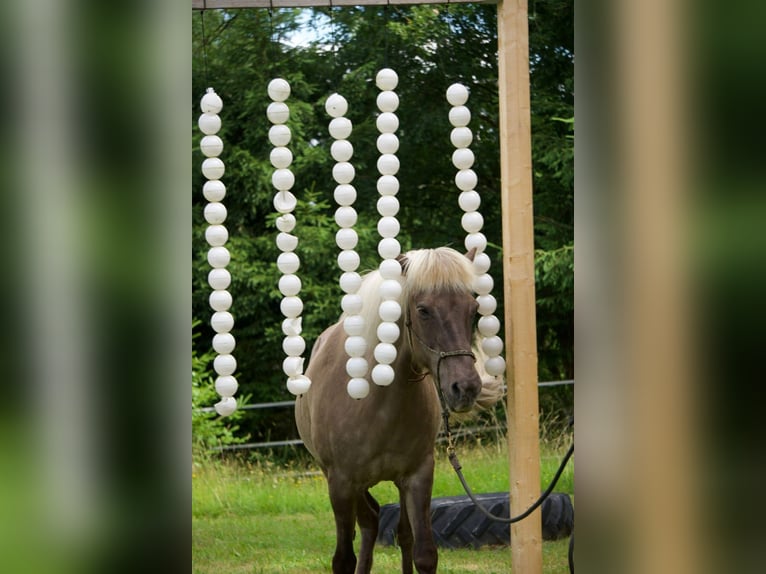 Islandpferd Wallach 17 Jahre 140 cm Apfelschimmel in Schloss Rosenau