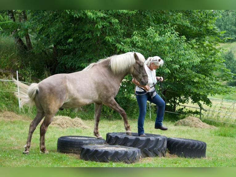 Islandpferd Wallach 17 Jahre 140 cm Apfelschimmel in Schloss Rosenau