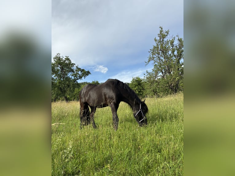 Islandpferd Wallach 17 Jahre 140 cm  in Korntal-Münchingen