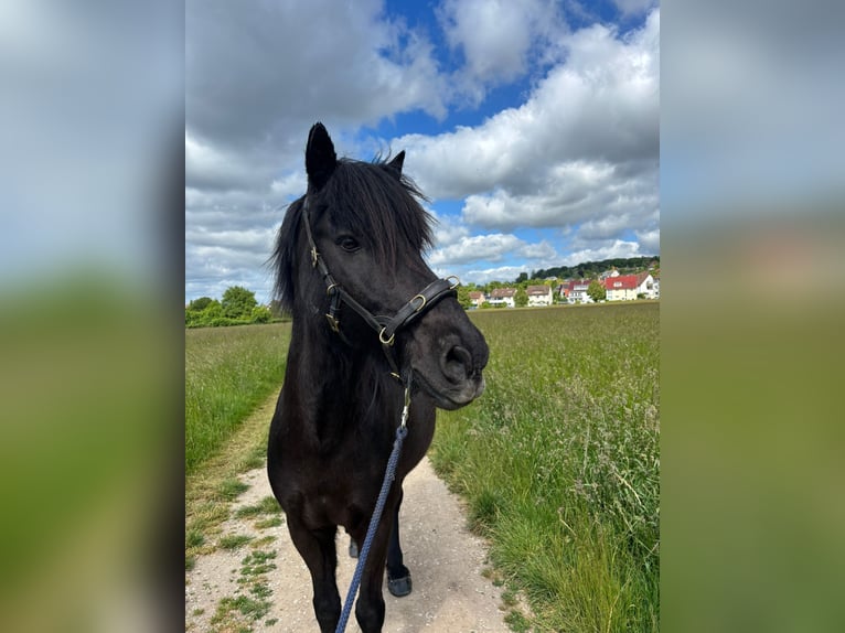 Islandpferd Wallach 17 Jahre 140 cm  in Korntal-Münchingen