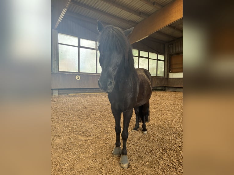 Islandpferd Wallach 17 Jahre 140 cm  in Korntal-Münchingen
