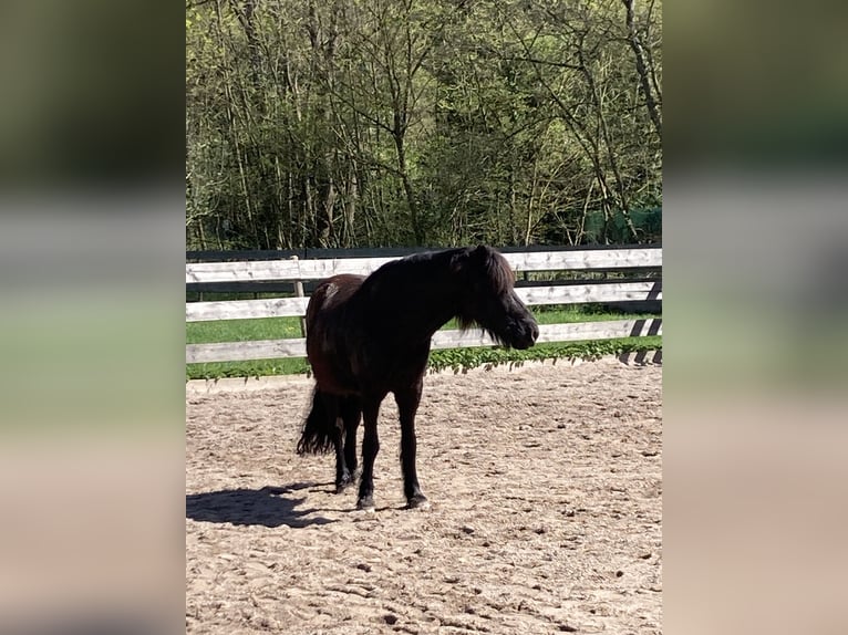 Islandpferd Wallach 17 Jahre 140 cm  in Korntal-Münchingen