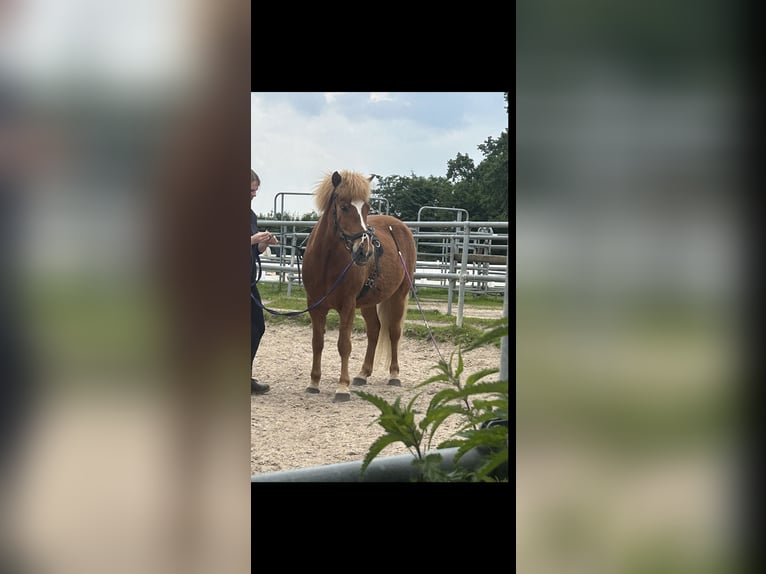 Islandpferd Wallach 17 Jahre 140 cm Fuchs in Appel Islandpferd Wallach 17 Jahre 140 cm Fuchs in Appel