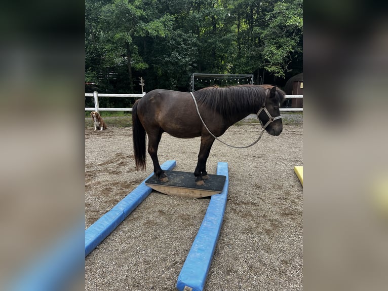 Islandpferd Wallach 17 Jahre 140 cm Rappe in Eu&#xDF;erthal